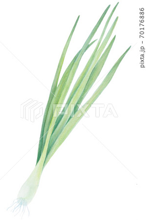 Fresh Spring Green onion isolated on the background. Watercolor realistic botanical art. Hand drawn illustration. For logo, packaging, print, organic food, market store market, diet menu 70176886