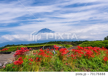 （静岡県）畔に咲くヒガンバナと富士山 70176888