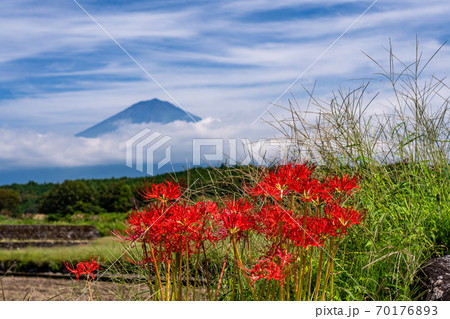 （静岡県）畔に咲くヒガンバナと富士山 70176893