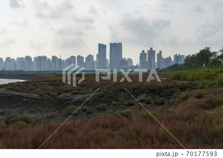 風景 植物 雲 70177593