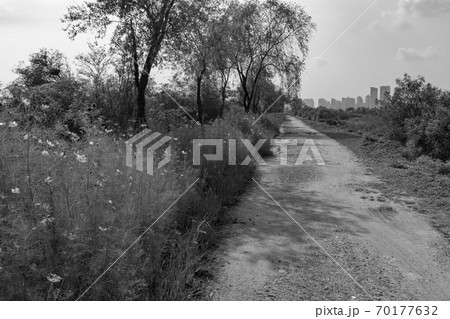 生態公園 始興市 秋 70177632
