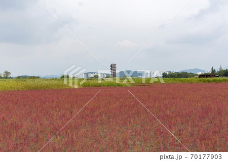 風景 生態公園 始興市 70177903