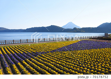 池田湖湖畔の美しいパンジー花畑 70178752