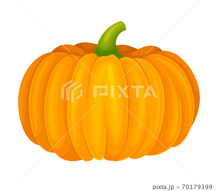 Orange Round Pumpkin with Smooth, Slightly Ribbed Skin Vector Illustration 70179399