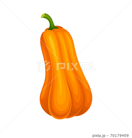 Ripe Orange Pumpkin with Smooth Skin Isolated on White Background Vector Illustration 70179409