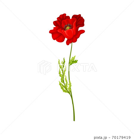 Scarlet Poppy as Herbaceous Flowering Plant on Thin Stem with Green Leaves Vector Illustration 70179419