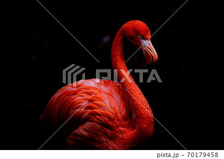 フラミンゴ 70179458
