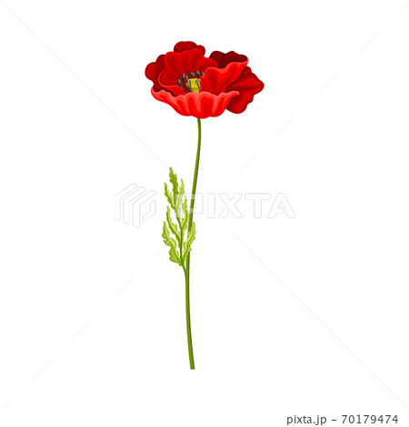Scarlet Poppy as Herbaceous Flowering Plant on Thin Stem with Green Leaves Vector Illustration 70179474