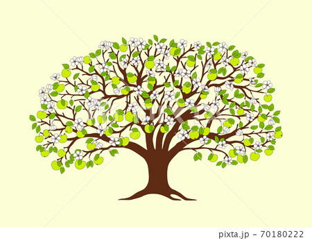 apple tree with green apples, flowers and leaves 70180222