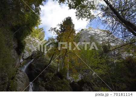 景色 風景 木 70181114