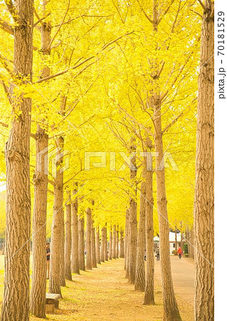 銀杏の並木道 70181529