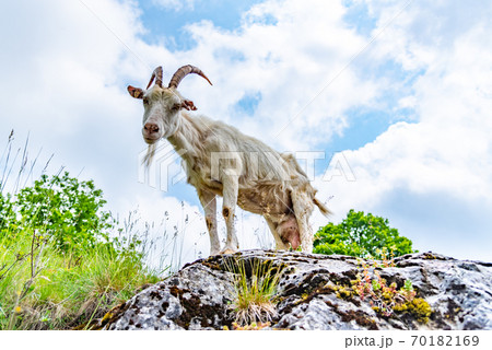 White curious goat standing on the rock. Farm mammal on the pasture White curious goat standing on the rock. Farm mammal on the pasture 70182169