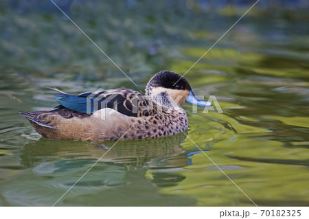 Hottentot Teal, Anas hottentota, close up view 70182325