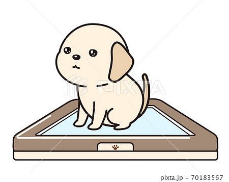 トイレで排泄する子犬 70183567