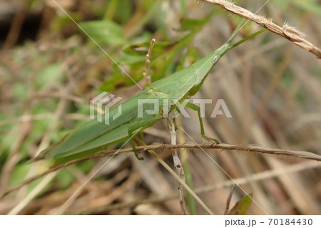 ショウリョウバッタ 70184430