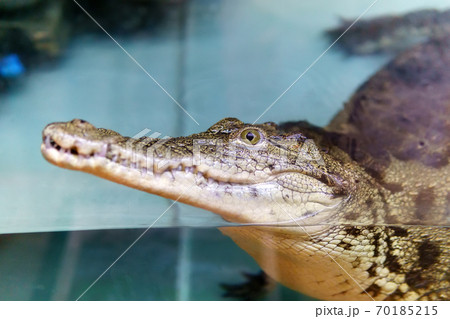 alligator is a crocodile in the genus Alligator of the family Alligatoridae, the Caiman crocodile. selective focus 70185215