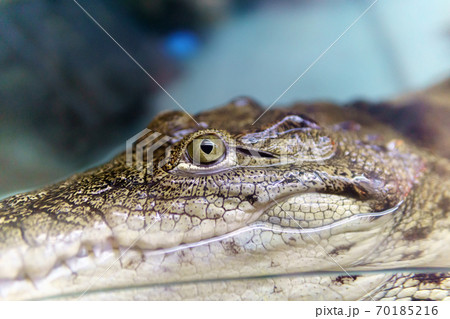 alligator is a crocodile in the genus Alligator of the family Alligatoridae, the Caiman crocodile. selective focus 70185216