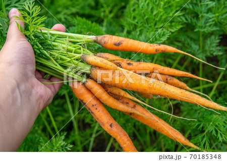 farmer, worker holding in hands homegrown harvest of fresh orange carrots. farmer, worker holding in hands homegrown harvest of fresh orange carrots. 70185348