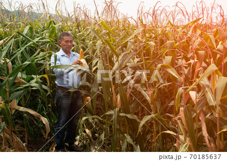 The Asian elder Farmers male examining corn on the cob in field. Adult Asian male agronomist is working in cultivated maize field. 70185637
