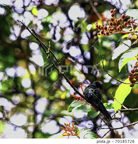 Cuban Emerald (Chlorostilbon Ricordii) male - Peninsula de Zapata National Park, Cuba 70185726
