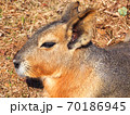 寝そべる 70186945