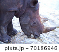 サイ 70186946