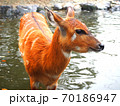 池に入る鹿　 70186947