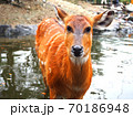 池に入る鹿　 70186948