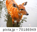 池に入る鹿　 70186949