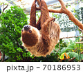 木にぶら下がるナマケモノ　 70186953