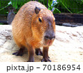 カピバラ 70186954