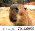 カピバラ 70186955