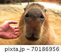 カピバラ 70186956