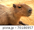 カピバラ 70186957