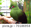 緑の鳥 70186958