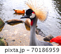 ホオジロカンムリヅル 70186959