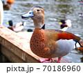 カモ 70186960