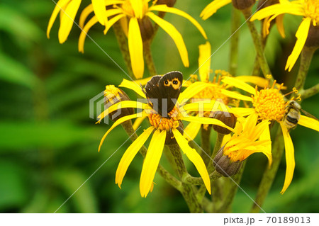 マルバダケブキの蜜を吸うコヒョウモン 70189013