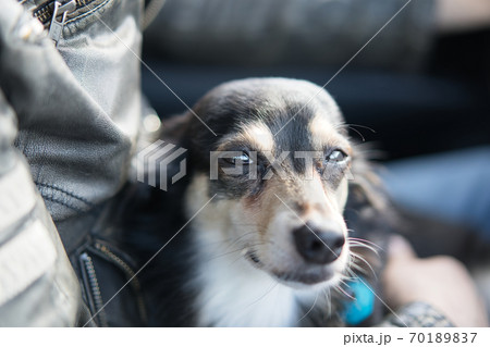車の運転席で膝に乗ってまどろむ小型犬の写真素材 7017