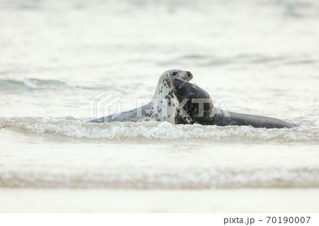 Atlantic Grey Seal, Halichoerus grypus, play in the water, animal swimming in the ocean waves, Germany 70190007