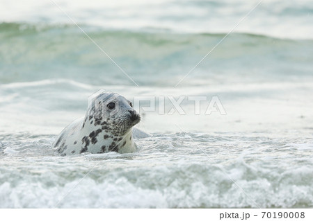 Young Grey Seal, Halichoerus grypus, detail portrait in the blue water, wave in the background, animal in the water. Germany, Helgoland Young Grey Seal, Halichoerus grypus, detail portrait in the blue water, wave in the background, animal in the water. Germany, Helgoland 70190008