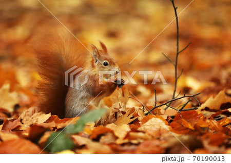Red squirrel (Sciurus vulgaris) on the ground in autumn forest Red squirrel (Sciurus vulgaris) on the ground in autumn forest 70190013