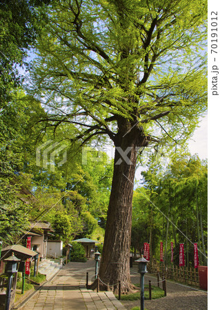 【町田市】薬師池公園　薬師堂の大イチョウ 70191012
