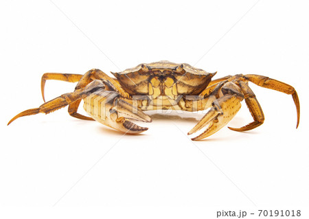 Sea crab on white background 70191018