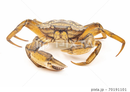 Sea crab on white background Sea crab on white background 70191101