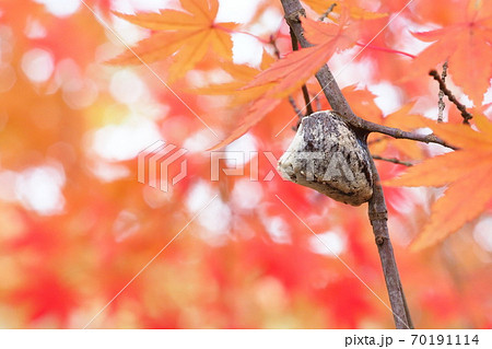 モミジの木に産んだムネアカハラビロカマキリの卵 70191114