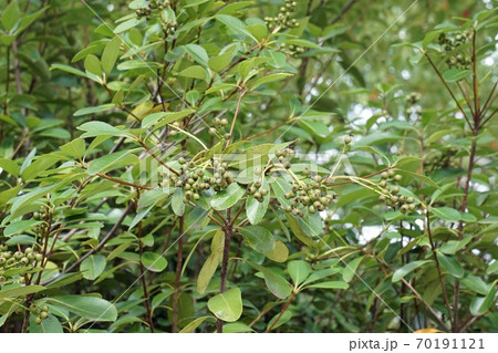 シャリンバイの実 シャリンバイの実 70191121