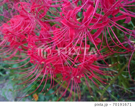 曼珠沙華 70191671