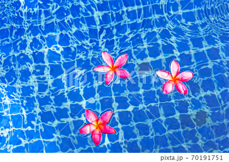 Plumeria or Frangipani flowers in the swimming pool. Top view Plumeria or Frangipani flowers in the swimming pool. Top view 70191751
