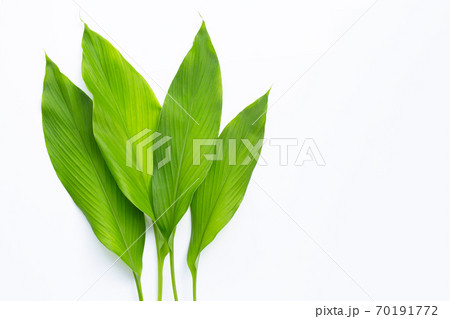 Green leaves of turmeric on white background. Green leaves of turmeric on white background. 70191772